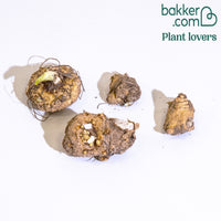 Calla Mischung (2 weiße Snowstar + 2 schwarze Cantor) (x4)