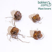 OT-Lilien Mischung (x4)