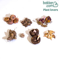 Sommerblumenzwiebel Mischung (x31)