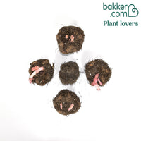 Begonie 'Sunny Dream' (x5)