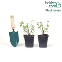 Salbei Hot Lips (x2)