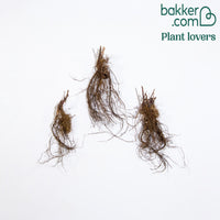 Salbei Friesland Pink (x3)