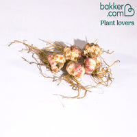 Asiatische Lilie 'Levi'