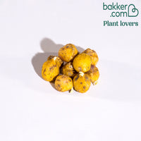 Spanische Hasenglöckchen Scilla Mischung (x10)