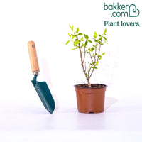 Rispenhortensie 'Little Spooky'