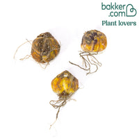 Lilien Beverly Dreams (x3)