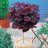 Perückenstrauch Cotinus 'Royal Purple' - Cotinus coggygria royal purple - Gartenpflanzen