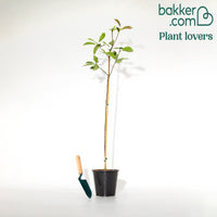 Glanzmispel Red Robin auf Stamm