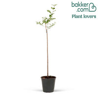 Zwergflieder 'Palibin'™ - Syringa meyeri  palibin