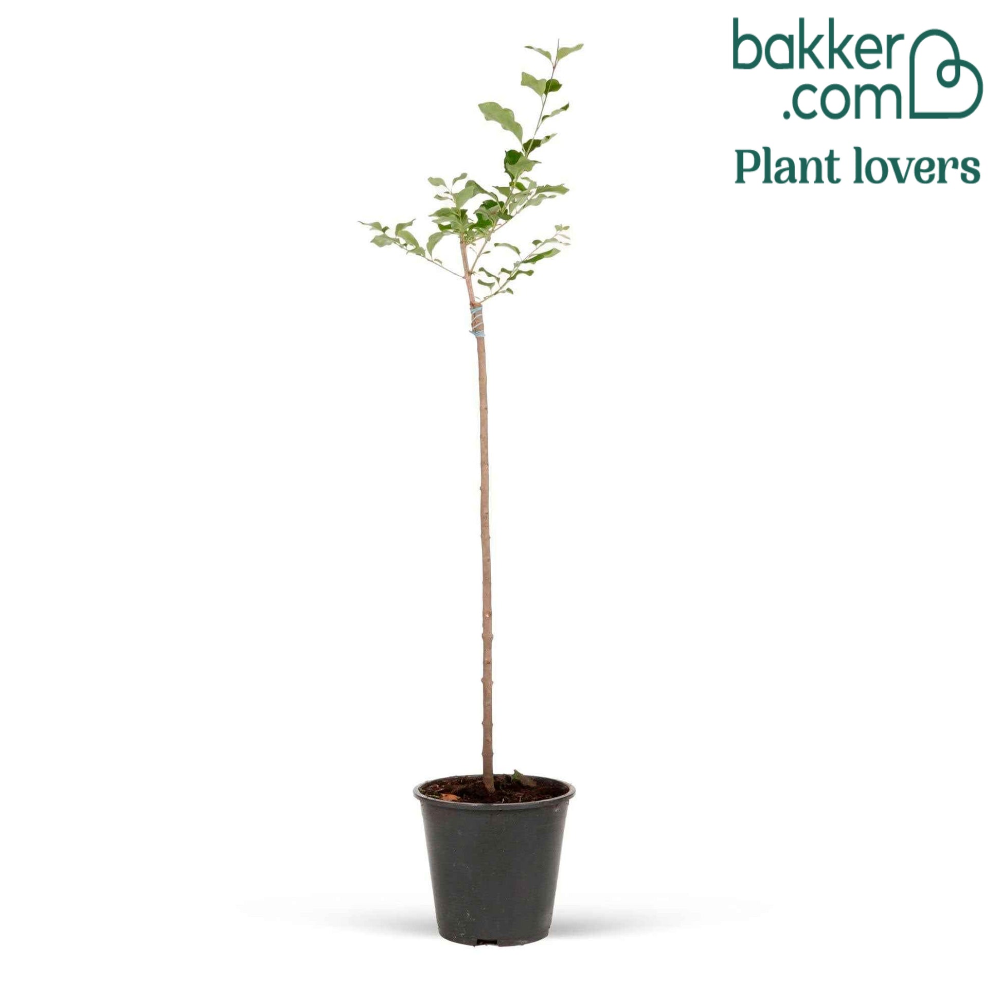 Zwergflieder 'Palibin'™ - Syringa meyeri  palibin