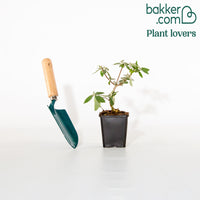 Sommerflieder Flower Power