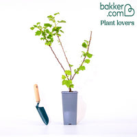 Johannisbeere 'Jonkheer van Tets'