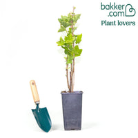 Weiße Johannisbeere White Pearl