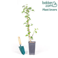 Dornenlose Brombeere \"Thornless Evergreen\"