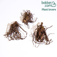 Dahlien Bluetiful (x3)