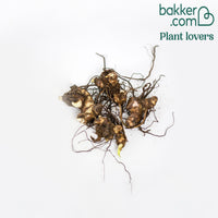 Blumenrohr Mischung (x4)