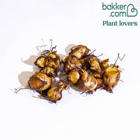 Tigerblume - Tigridia pavonia