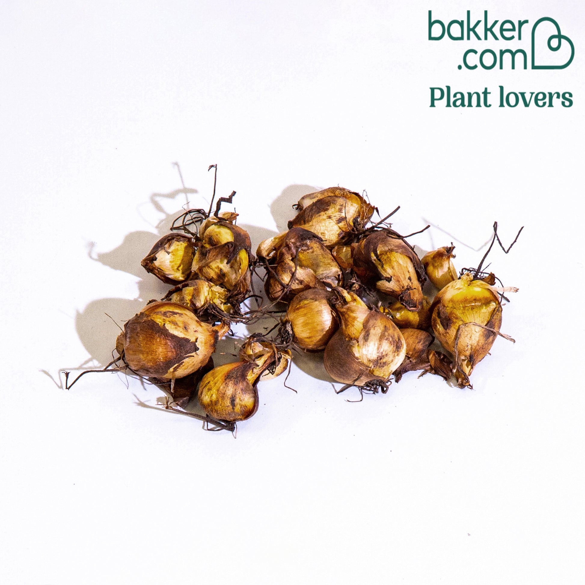 Tigerblume - Tigridia pavonia