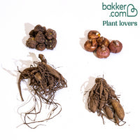 Sommerbeet Blumenzwiebel Mischung (x17)