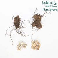 Bunte Blumenzwiebelmischung (x27)