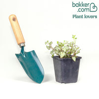 Gefleckte Taubnessel Beacon Silver