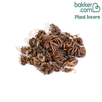 Ranunkel Mischung 'Pastell' (x30)