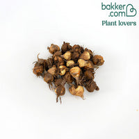 Montbretien Mischung (x30) - Crocosmia