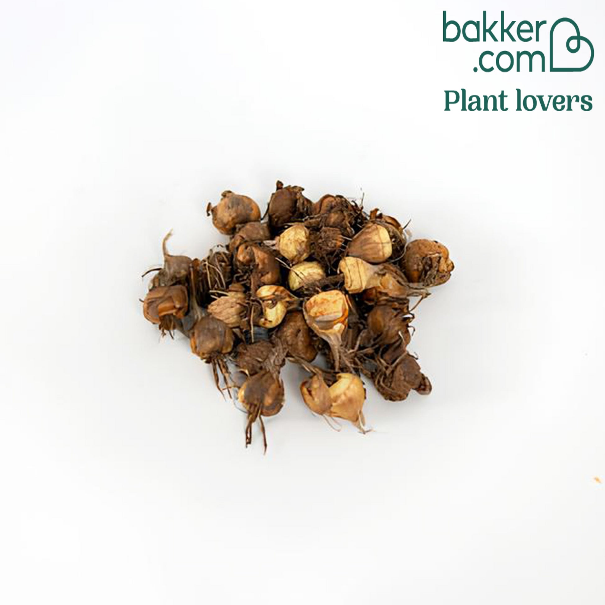 Montbretien Mischung (x30) - Crocosmia