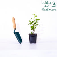 Doppelter bläulicher Flieder