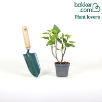 Doppelter roter Flieder