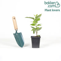 Doppelter weißer Flieder