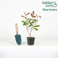 Glanzmispel Photinia 'Red Robin'