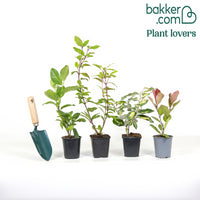 Immergrüne Hecke (x4)