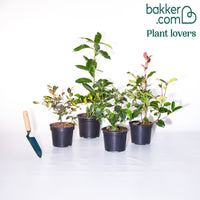 Immergrüne Hecke (x4)