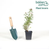 Dreifarbige Spierstrauch Hecke von 1,5m Länge