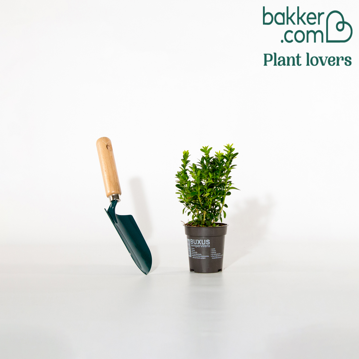 Buchsbaum - Buxus sempervirens