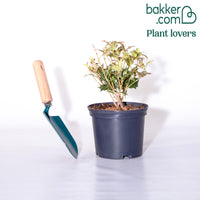 Stachelblättrige Duftblüte Goshiki Tricolor