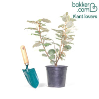 Wintergrüne Ölweide