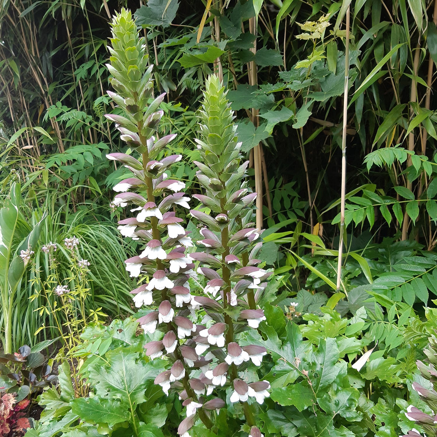 Acanthus mollis - Weicher Akanthus