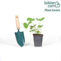 Sumpfdotterblume - Wasser-Ringelblume