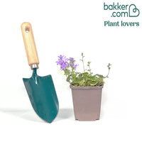 Dalmatiner Polster-Glockenblume