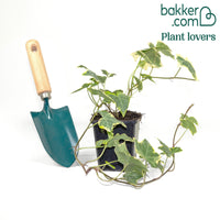 Gelbbunter Efeu 'Goldchild'