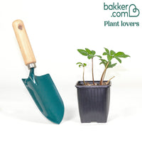 Christrose 'Christmas Carol'