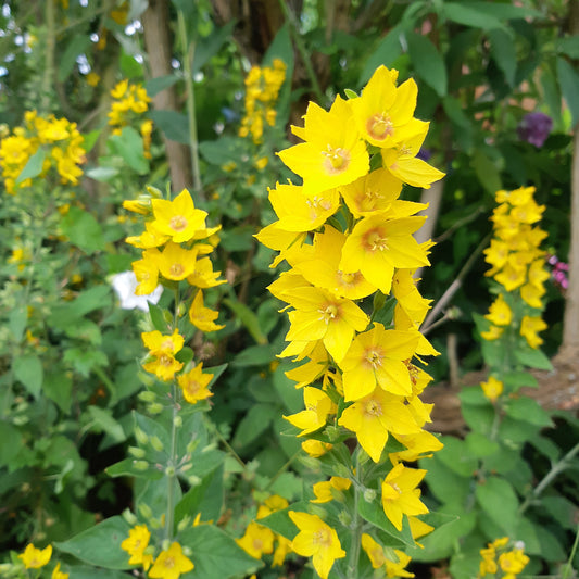 Punktierte Lysica (x3) - Lysimachia punctata - Gartenpflanzen