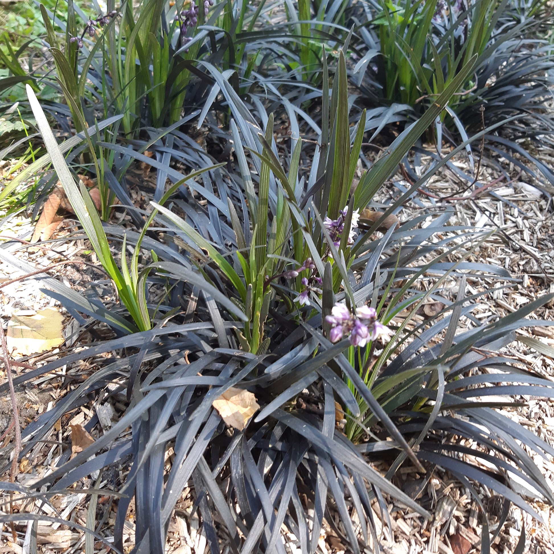 Schwarzer Schlangenbart 'Nigrescens' - Ophiopogon planiscapus Niger - Gartenpflanzen