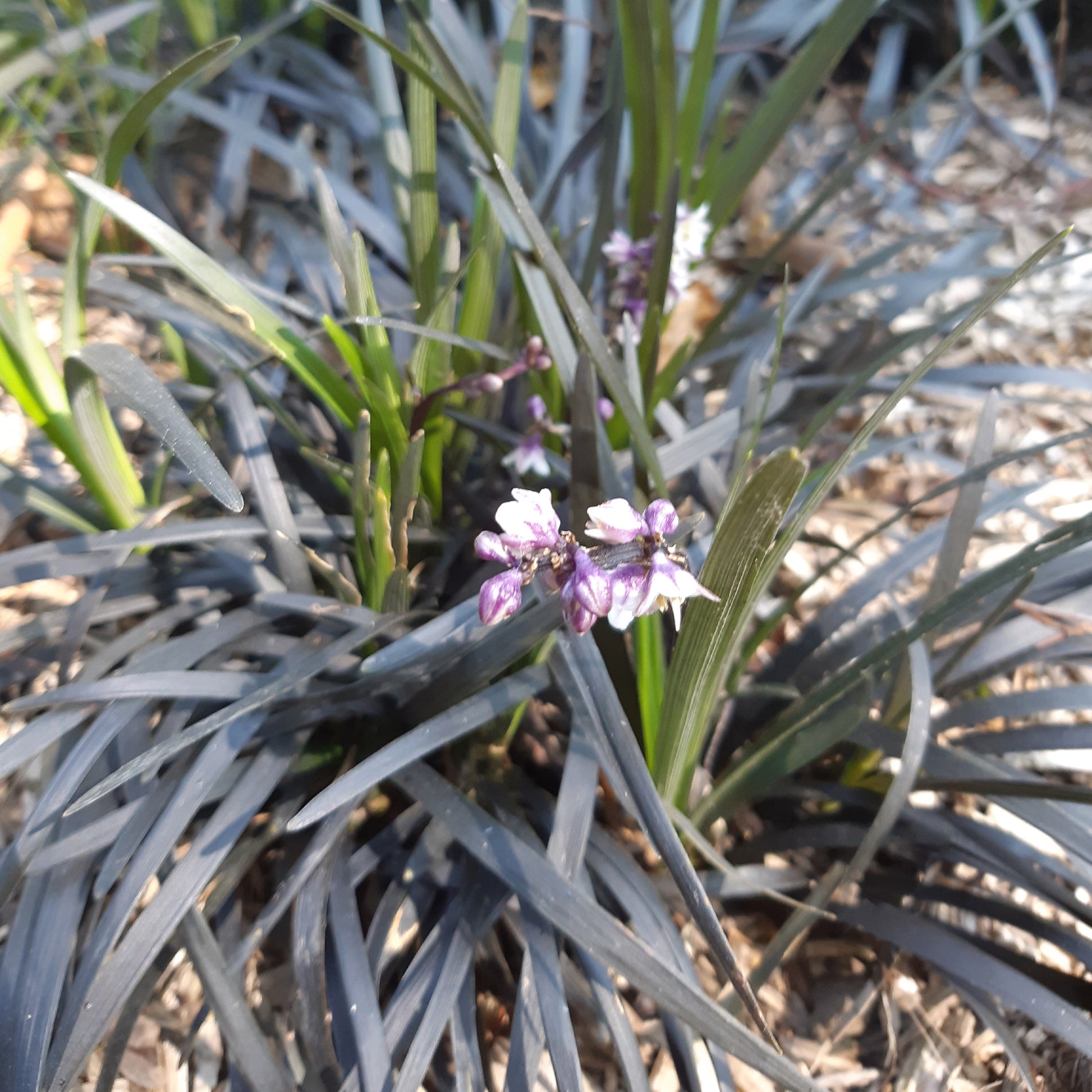 Schwarzer Schlangenbart 'Nigrescens' - Ophiopogon planiscapus Niger - Gartenpflanzen