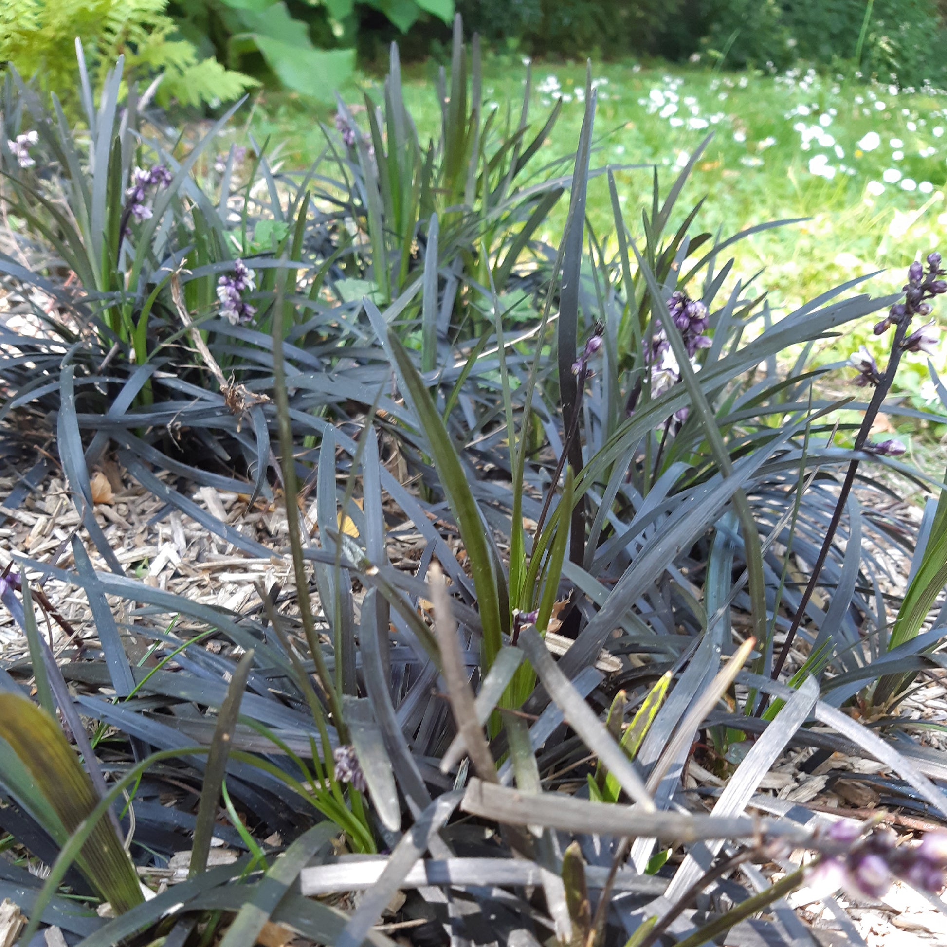 Schwarzer Schlangenbart 'Nigrescens' - Ophiopogon planiscapus Niger - Gartenpflanzen