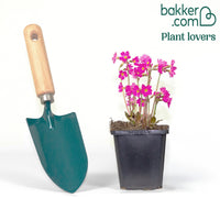 Rosen Schlüsselblume