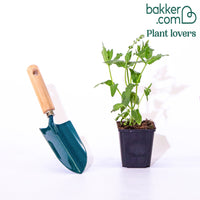 Steppensalbei 'Schneehügel'