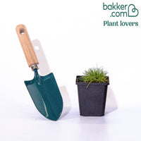 Bärenfell Schwingel